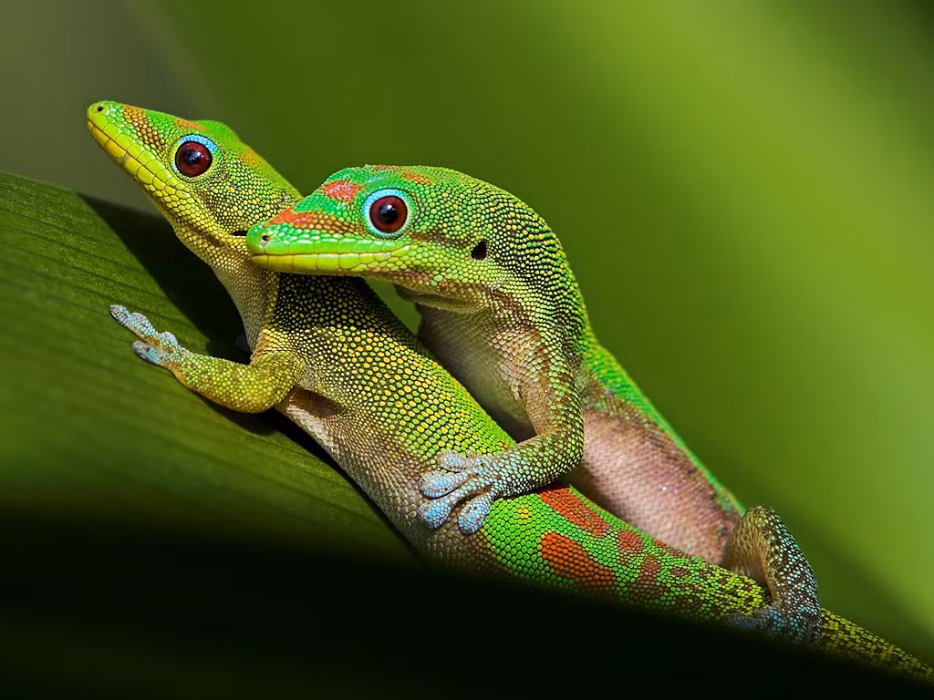 Trong một số điều kiện đặc biệt, tắc kè cái có thể tự sinh sản mà không cần con đực. Tuy nhiên, chúng sẽ phải đối mặt với những khiếm khuyết di truyền như tuổi thọ ngắn hơn và dễ mắc bệnh hơn.