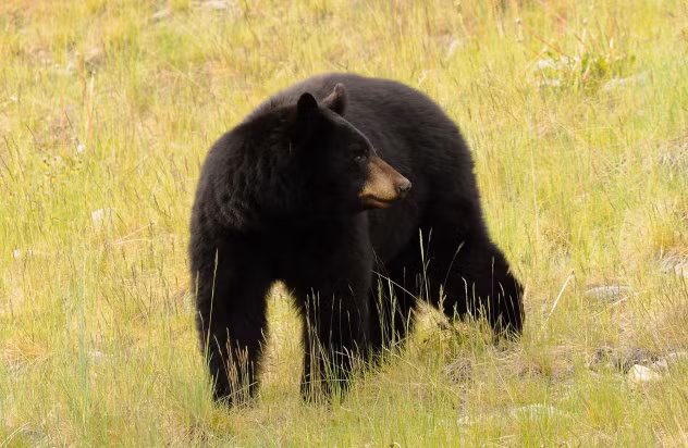 Chiêu giả chết chỉ có thể giúp bạn tăng nguy cơ sống sót nếu bị gấu xám Bắc Mỹ tấn công. Còn gấu đen thì thật sự kinh hoàng bởi chúng theo dõi con mồi – con người chúng ta – một cách thầm lặng không kém gì hổ săn mồi.