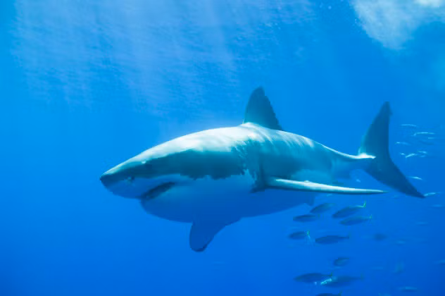  Sự thật kinh hoàng về những loài được xem như "quái vật" trong thiên nhiên hoang dã khiến không ít người kinh sợ. Không chỉ có 8 hàm răng sắc nhọn với sức cắn lên tới 1,6 tấn, cá mập trắng còn là kẻ săn mồi thông minh. Vào ban ngày, chúng quay lưng lại phía Mặt trời để không bị chói, đồng thời khiến con mồi khó có thể nhận ra chúng đang đến gần.