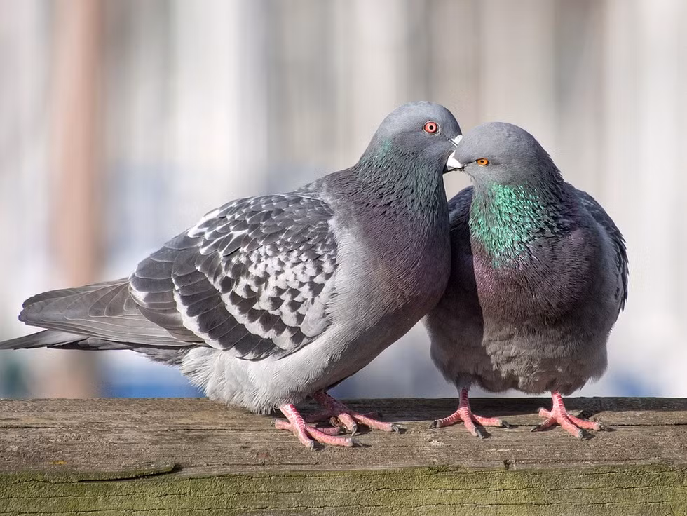 Nhân vật cuối cùng trong danh sách này là chim bồ câu. Chúng có thể nghe được âm thanh ở tần số cực kỳ thấp, khoảng 0,5 herz. Điều này giúp chúng nghe được âm thanh từ khoảng cách rất xa và phát hiện cơn bão, giúp chúng di chuyển trên một khoảng cách dài.
