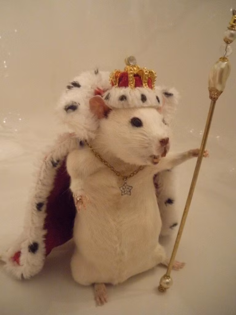 Chú chuột bạch được diện như một ông vua nhỏ oai nghiêm với quyền lực tột đỉnh.