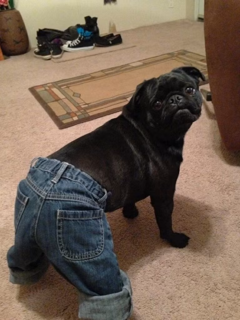 Quần jean có vẻ rất hợp với chú chó đen này.