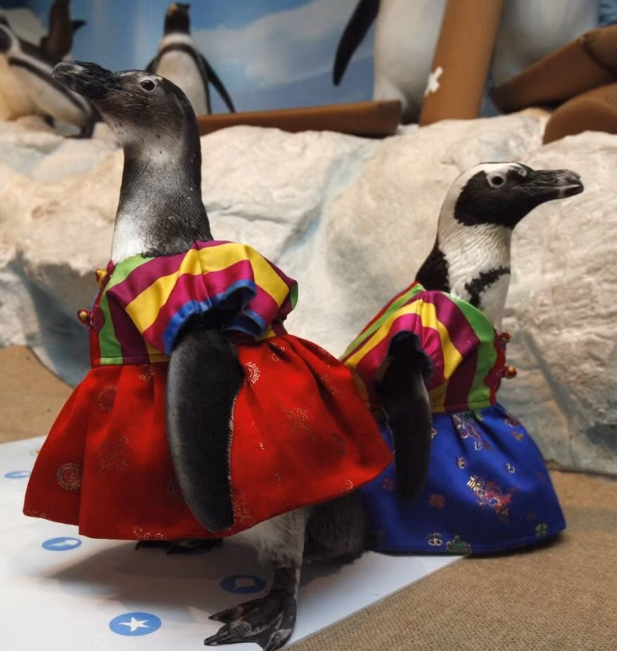 Hai chị em chim cánh cụt điệu đà trong bộ váy đầy màu sắc.