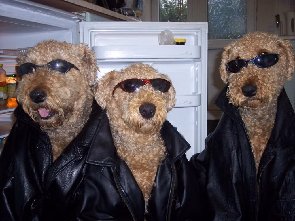 Khi ăn vận vào, những động vật này tỏa sáng chẳng khác gì những siêu sao thời trang là người. Còn gì “cool” hơn là một chú chó trong chiếc áo da đen? Ở đây thậm chí còn có tới ba anh em chó.