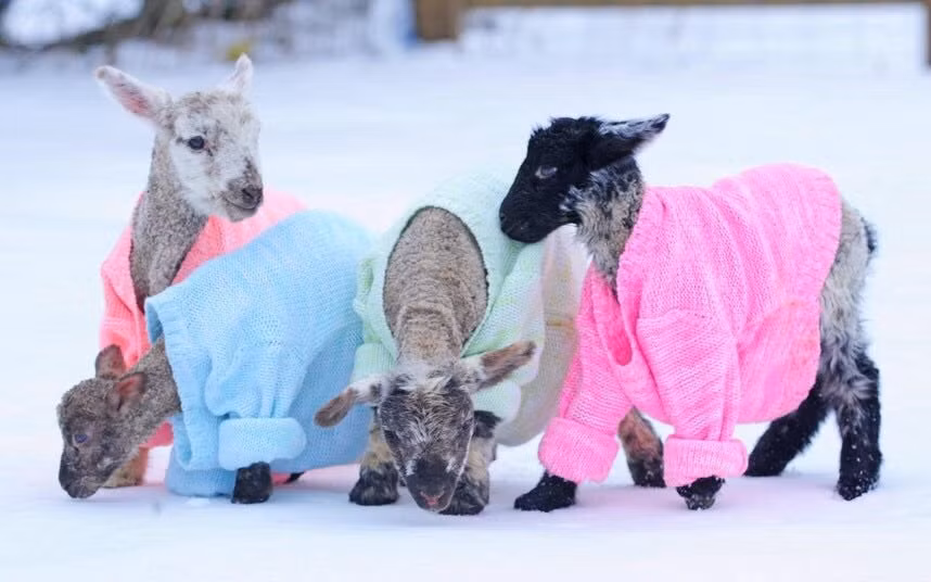 Những chú dê tí hon diện đủ mọi màu áo rực rỡ nổi bật trên nền tuyết trắng phau.