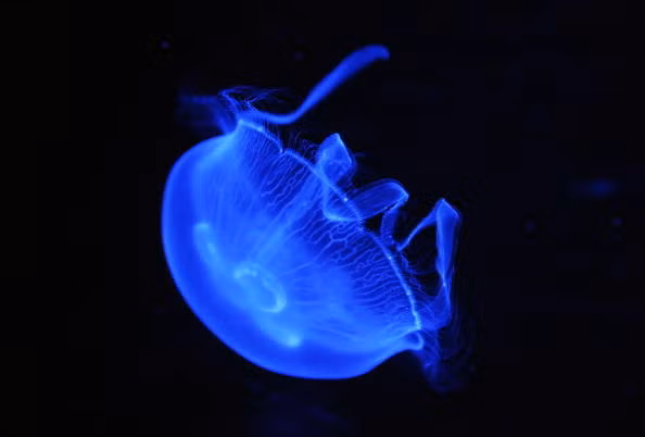 Con sứa không có phổi, ruột hay dạ dày hay mà sử dụng hệ thống gồm hai lớp tế bào biểu bì để tiêu hóa thức ăn, sinh sản. Chúng có khả năng hấp thụ oxy và chất dinh dưỡng qua các tế bào trong hai lớp biểu bì đó.