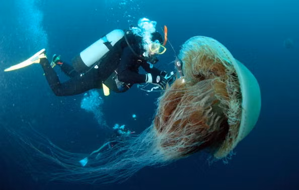 Loài sứa lớn nhất được biết đến là sứa bờm sư tử với kích thước đường kính có thể lên tới 6 m và các xúc tu dài tới 50 m. Loài sứa nhỏ nhất là Kingslayer Common với kích thước không bằng một chiếc móng tay nhưng lại là một trong những sinh vật độc nhất trái đất.