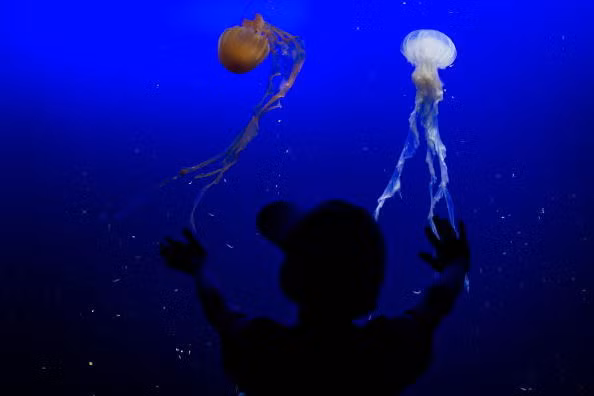 Sứa là sinh vật đã sinh sống trong các đại dương trên trái đất từ hơn 650 triệu năm trước, khiến chúng trở thành loài cổ xưa hơn cả cá mập và khủng long.