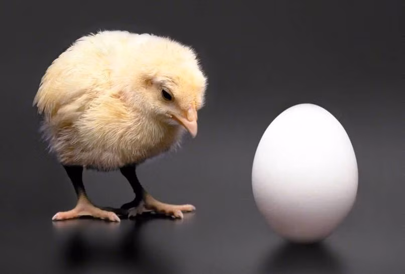 Do các protein cần thiết để tạo nên vỏ trứng nên các nhà khoa học đã kết luận rằng con gà, chứ không phải là quả trứng, xuất hiện đầu tiên.