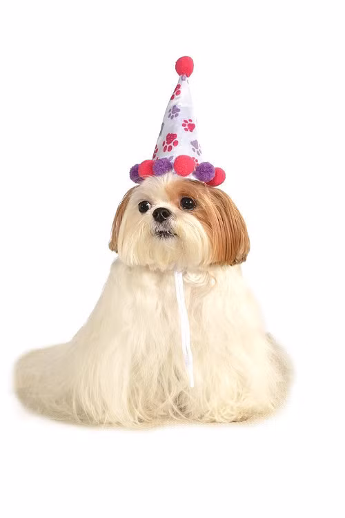 Cún cưng đóng vai hề đón Halloween.