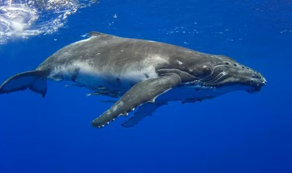 Người họ hàng hiện còn sống gần gũi nhất của cá voi là hà mã. Tuy hầu hết các loài cá voi ngày nay đều là động vật ăn thịt nhưng thực chất, tổ tiên của chúng lại không như thế mà là một loài thuộc bộ có guốc.