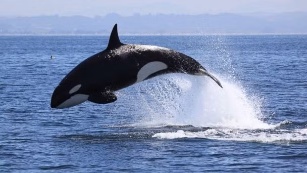 Một số loài cá voi có thể mở rộng cổ họng như một con bồ nông để biến hàm dưới thành một cái bát cực lớn. Điều này giúp chúng có thể nuốt một khối lượng lớn nước biển và lọc các động vật nhỏ trong đó làm thức ăn, đáp ứng đủ nhu cầu cho cơ thể to lớn của chúng.