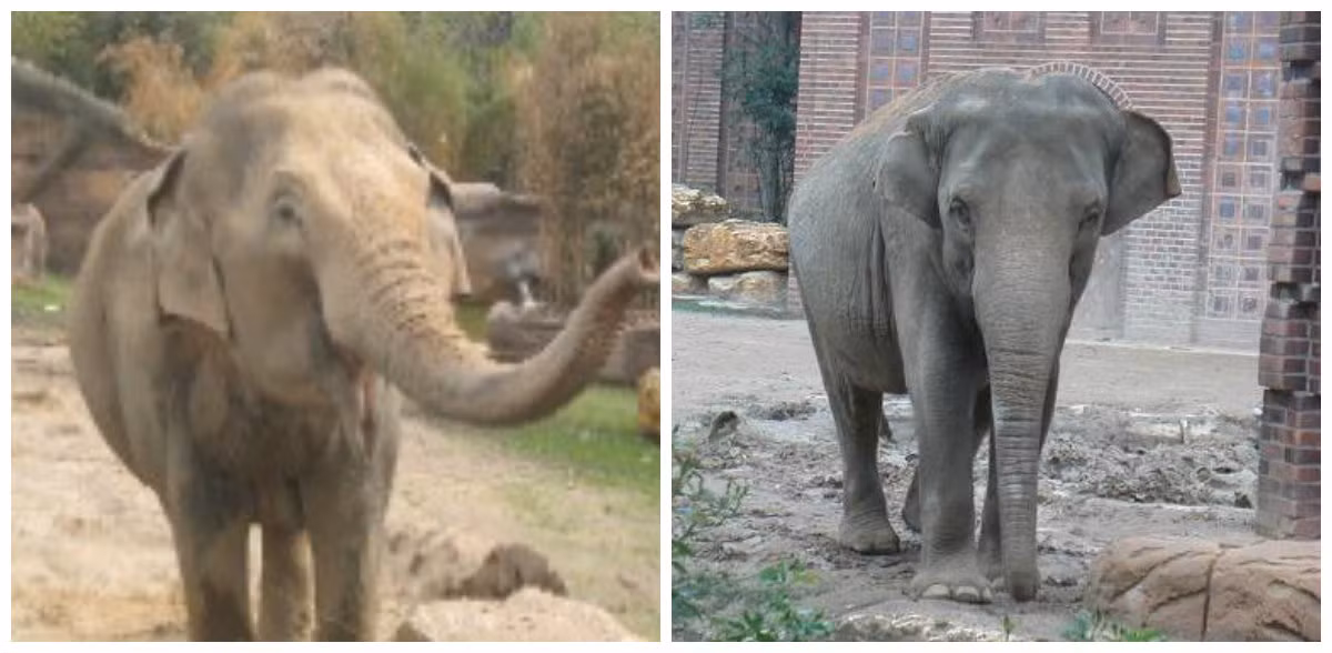 Rất may là một thời gian sau Hoa đã được bố trí với hai nàng voi gốc Việt khác là Trinh (ảnh trái) và Don Chung (phải) đều sinh năm 1982 và sống khá hòa thuận. Ảnh: Elefanten.wikia.com.