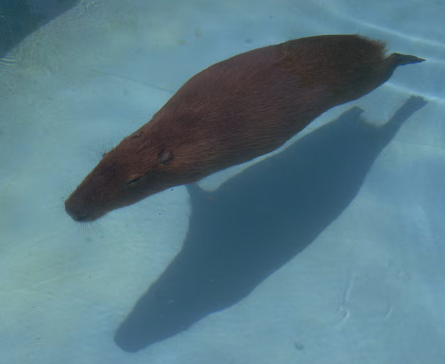 Chuột lang nước cũng có thể ép chặt tai lại để giữ đầu không bị thấm nước. Chúng có thể lặn dưới nước tới năm phút, tránh các kẻ thù ăn thịt như báo đốm, báo sư tử và mèo rừng.