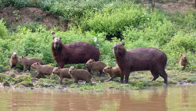 Về cơ bản, loài chuột lang nước là những chú chuột lang khổng lồ. Thân hình của chúng có thể cao tới 0,45m và nặng hơn 68kg.