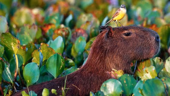 Chim, khỉ, thỏ và thậm chí cả chuột lang nước cũng đã từng được ghi lại khoảnh khắc ngồi hay nằm ườn trên đỉnh đầu loài gặm nhấm to lớn này.