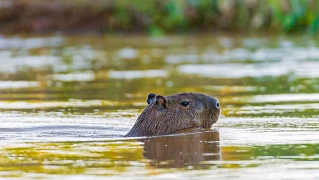 Màng chân giúp chúng sở hữu khả năng bơi lội tuyệt vời. Hơn nữa, mắt, tai và lỗ mũi của chúng được đặt trên chóp đầu nên chúng có thể ngâm toàn bộ cơ thể dưới nước giống như hà mã.