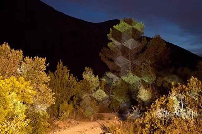 Riera sử dụng ánh sáng phóng ra theo hình dạng của các hình thức hình học và đưa trực tiếp lên cây và những hình khối tự nhiên.