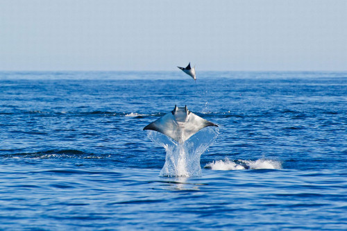 Octavio không biết lý do tại sao những con cá đuối này lại nhao lên khỏi mặt nước như vậy. Ông nói: “Cá đuối nhảy khỏi mặt nước là một điều bất thường.