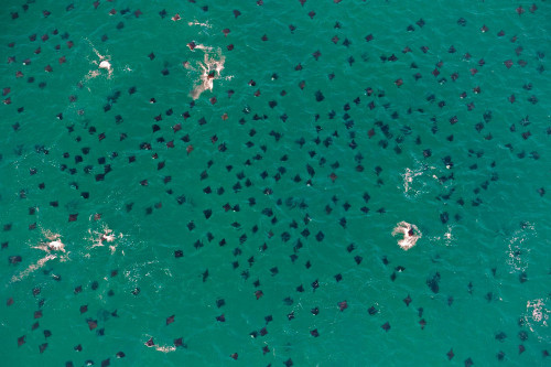 Đây là một cảnh tượng thực sự khó tin”.