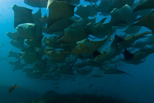 Số lượng cá đuối quá đông, tôi không thể xác định được chính xác là bao nhiêu, có lẽ phải đến hàng nghìn con.