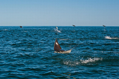 Cá đuối nhảy cao đến mức cách xa vài km cũng có thể nhìn thấy. Trông chúng như những diễn viên nhào lộn trên biển vậy.