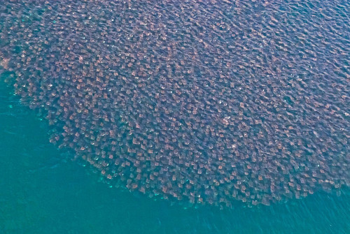 Được biết, đây là loài cá đuối quỷ Mobula, thường xuất hiện ở hầu hết miền Nam và Trung Mỹ.