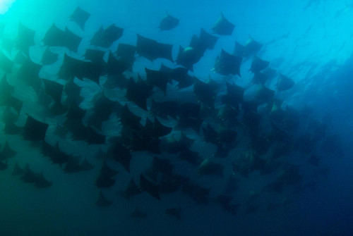 Tôi nghĩ đây là một đặc ân cho mình khi được chứng kiến sự kiện thiên nhiên ngoạn mục nhất thế giới này.