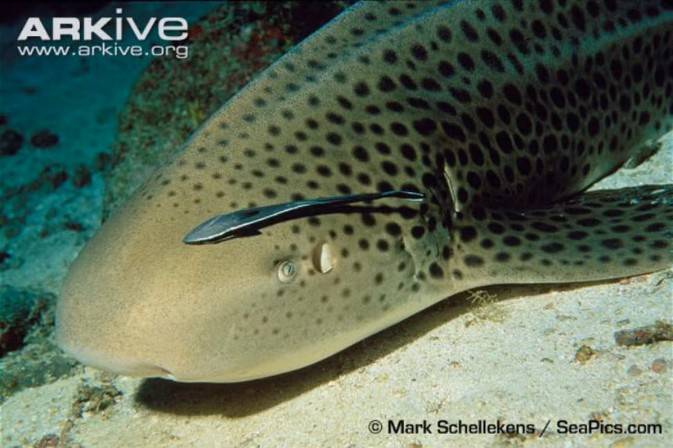 Các mô của cá mập có thành phần chống đông máu và kháng khuẩn. Vì vậy, các nhà khoa học đang nghiên cứu với hy vọng tìm ra phương pháp chữa trị cho các bệnh như virus, xơ nang và một số bệnh ung thư.