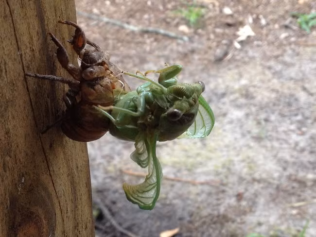 Ve cũng bắt đầu bung cánh ra nhưng lúc này, cánh của nó vẫn còn ướt và chưa thể bay được.