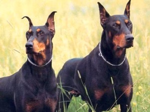 Tuy khá dữ dằn nhưng Dobermann là giống chó trung thành với gia đình chủ nhân của nó.