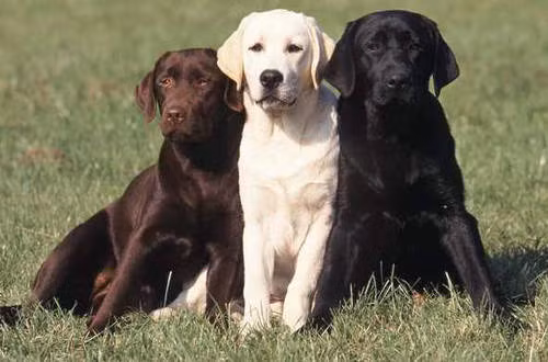 Labrador Retriever thường được gọi với tên thân thuộc là Lab là một trong những giống chó nghiệp vụ phổ biến nhất bởi chúng rất dễ huấn luyện.