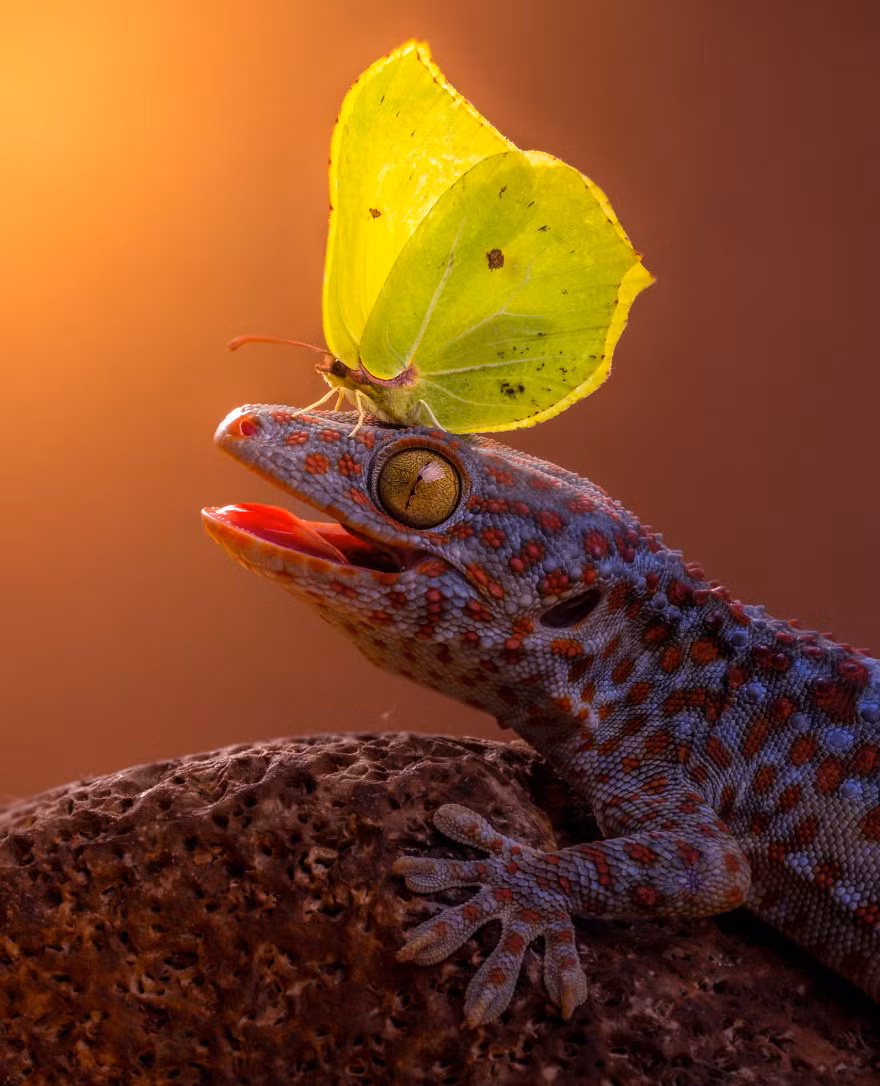 Tắc kè dường như đang thèm thuồng kẻ liều lĩnh đang đậu ngay trên miệng mình.
