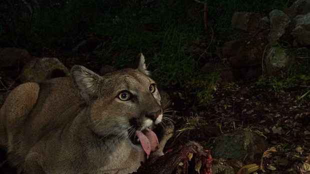 P-33 mải mê với bữa ăn của mình.