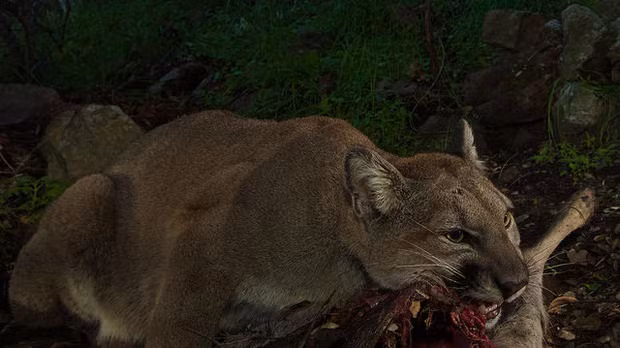 Sử dụng hàm răng sắc nhọn để tận dụng triệt để con mồi.