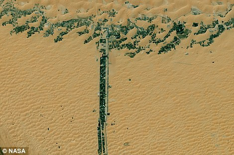 'T': Ngày 9/3/2015, Landsat 8 chụp hình ảnh này một con đường nối dài hai vườn cây lá kim giữa sa mạc tại United Arab Emirates.