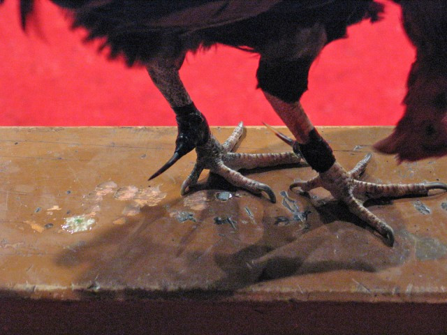 Trong các trận đá gà, gà đấu được trang bị thêm một cái cựa cực sắc bằng kim loại. Đó chính là thủ phạm gây ra cái chết của Jose Luis Ochoa (35 tuổi) tại California (Mỹ).