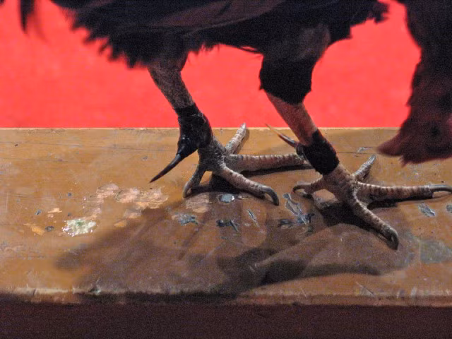 Trong các trận đá gà, gà đấu được trang bị thêm một cái cựa cực sắc bằng kim loại. Đó chính là thủ phạm gây ra cái chết của Jose Luis Ochoa (35 tuổi) tại California (Mỹ).