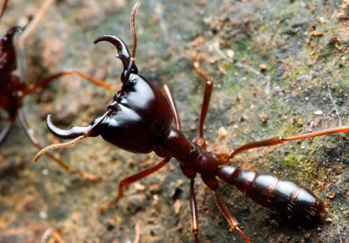Còn được gọi là kiến lái xe hoặc kiến safari, đây là loài kiến đẫm máu nhất thế giới, từng được biết với vụ giết người và ăn hết thịt chỉ trong 24 giờ.