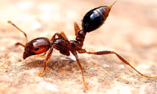 Kiến Pogonomyrmex Barbatus là một loài kiến rất khó chịu. Bất kỳ vết cắn nào của loài kiến kỳ dị này cũng chứa đầy chất độc nồng độ cao có thể gây mụn mủ hay dị ứng.