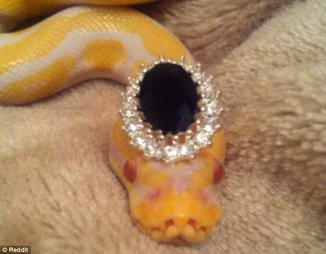 Rắn "hoàng gia" đội vương miện làm "đỏm".