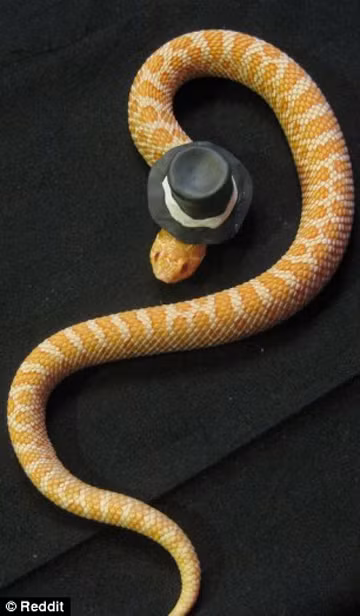 Vô cùng nổi bật.