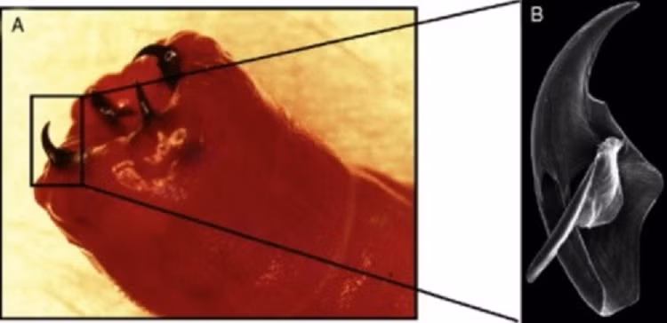 Để có được bốn chiếc răng nang này, trùn đất phải có khả năng chịu được hàm lượng đồng cực lớn trong cơ thể - lớn đến mức có thể đầu độc các sinh vật khác.