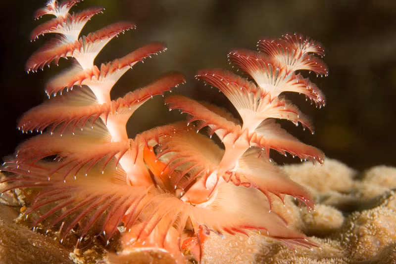 Cũng ký sinh trên những rạn san hô, loài giun này phát triển thành hình dạng cây thông giáng sinh với nhiều màu sắc vô cùng đẹp mắt.