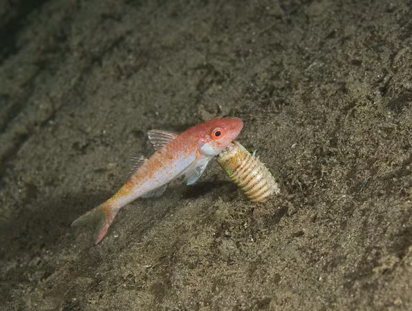 Tuy nhiên, nếu chứng kiến nó săn mồi thì bạn sẽ còn ấn tượng hơn bởi nó có thể săn mồi chỉ trong chớp mắt.