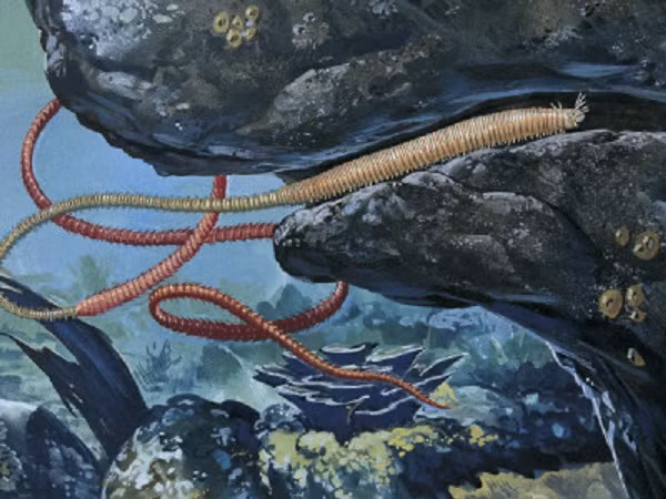 Trong suốt thời gian đó, chúng không ngừng sinh sôi nảy nở và ngày càng trở nên nhung nhúc bên trong rạn san hô.