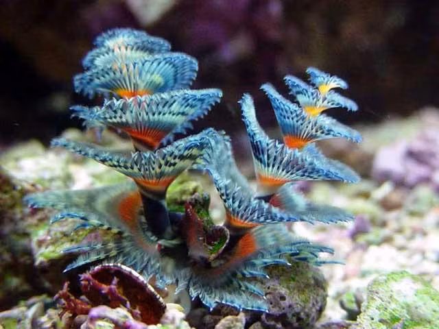 Giun cây thông giáng sinh có lẽ là loài giun biển đẹp lung linh mà không hề đáng sợ trong danh sách này.