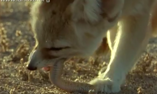 Cao tai to khon ngoan ha guc ran doc co sung