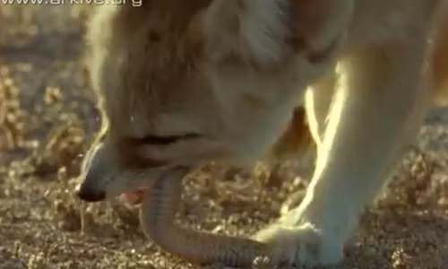 Cao tai to khon ngoan ha guc ran doc co sung