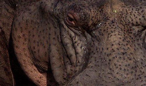  Nhưng khi lên cạn, lớp da thiếu nước bị khô đi, và có nguy cơ nứt ra. Lúc này hà mã phải sử đụng đến biện pháp tự tiết “máu” để làm ướt cơ thể. 